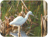 Wetlands regulatory permitting, John J. McNally, P.A. in Coral Gables, FL